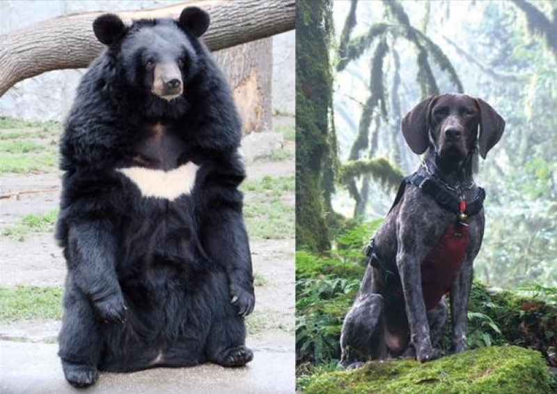 亞洲黑熊與熊排遺偵測犬威利