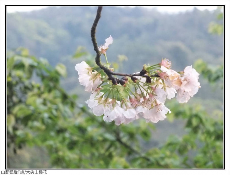 大尖山櫻花 (18).jpg - 大尖山櫻花開