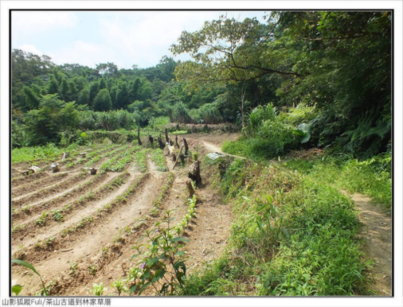 林家草厝 (53).jpg - 林家草厝