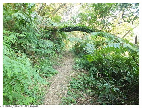 炮子崙古道 (66).JPG - 炮子崙古道