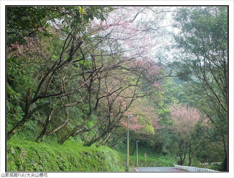 大尖山櫻花 (2).jpg - 大尖山櫻花開