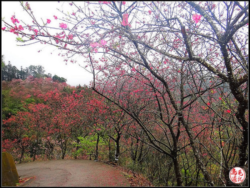 碧絡角環山櫻花步道 (42).jpg