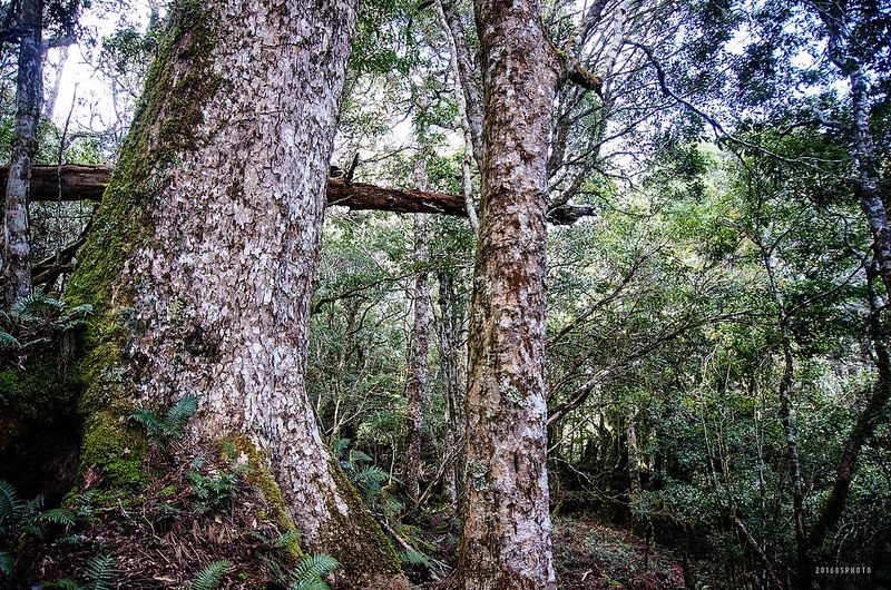 卡拉寶山一景