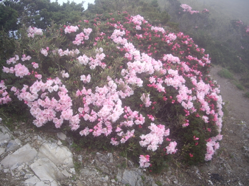 IMGP9583.JPG - 【花蓮秀林】奇萊主北(DAY2－奇萊北峰、奇萊主山、成功山屋 & DAY3－回登山口)