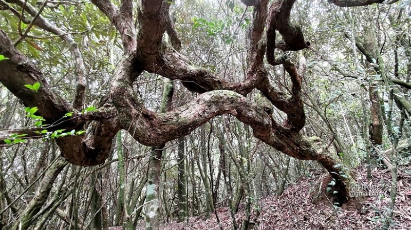 沙蓮山橫嶺山 (64).jpg