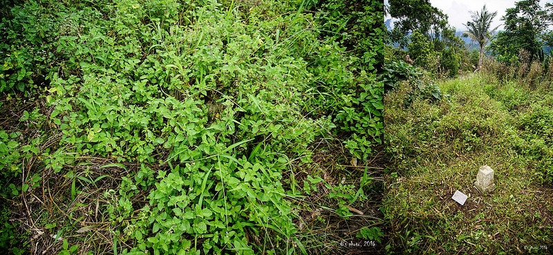 石寧山二等點周遭環境清理前後