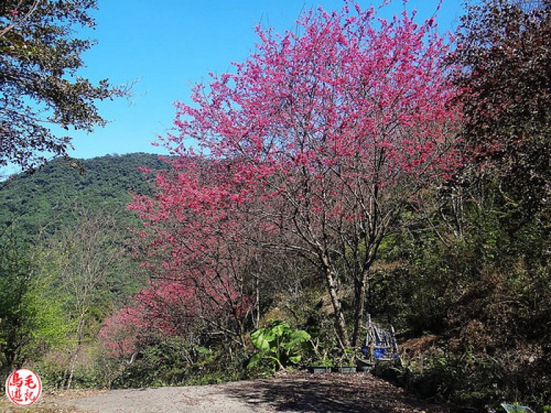 萬壽山櫻花林 (13).jpg