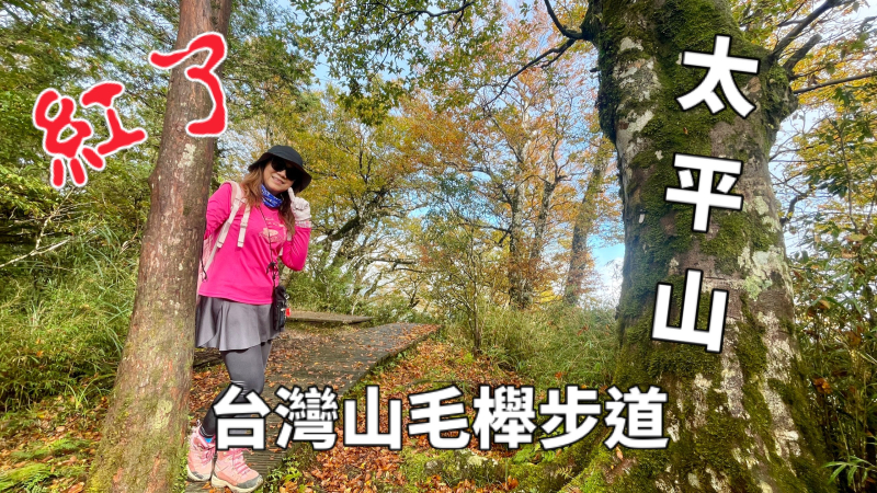 太平山台灣山毛櫸步道