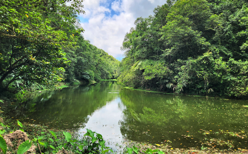 尋找那清幽的世外桃花源,宜蘭冷埤步道(冷埤林道),順登粗坑山