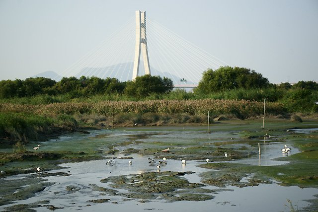 飛盤競技道（華江雁鴨河濱步道）