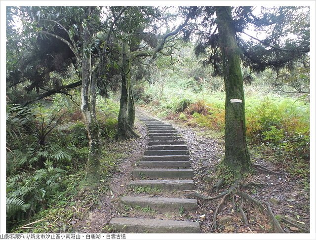 姜子寮山步道 (38).JPG - 姜子寮山步道櫻花