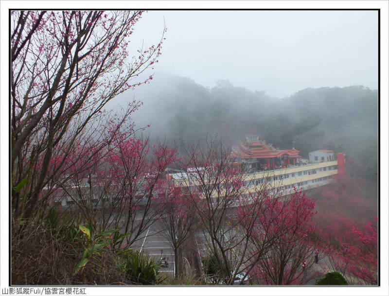 協雲宮櫻花 (6).jpg - 協雲宮櫻花嫣紅