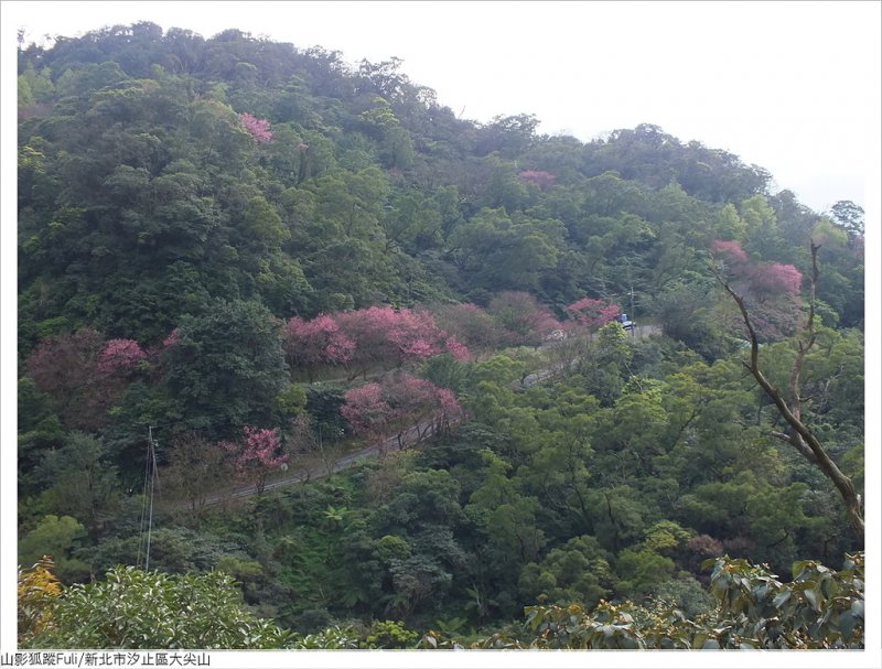 大尖山櫻花 (45).JPG - 大尖山櫻花