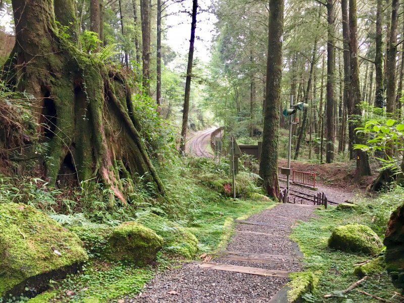 攀上阿里山之巔:大塔山連走對高岳