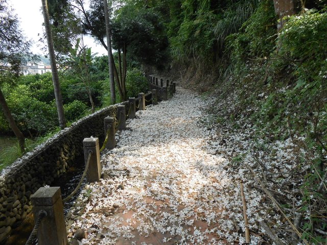 南埔村觀音步道(桐花步道)
