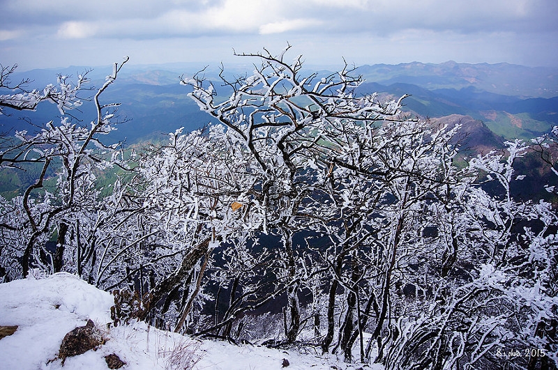 高見山頂樹冰