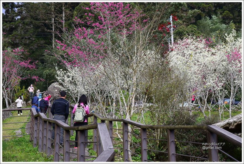 阿里山公路賞櫻 (17).JPG