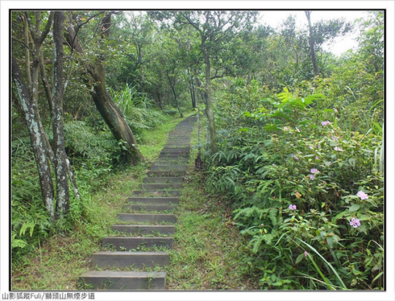 獅頭山無菸步道 (22).jpg - 獅頭山野牡丹