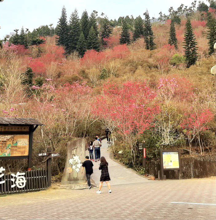 新聞 台南最大的賞櫻區梅嶺近千株山櫻花怒放 健行筆記
