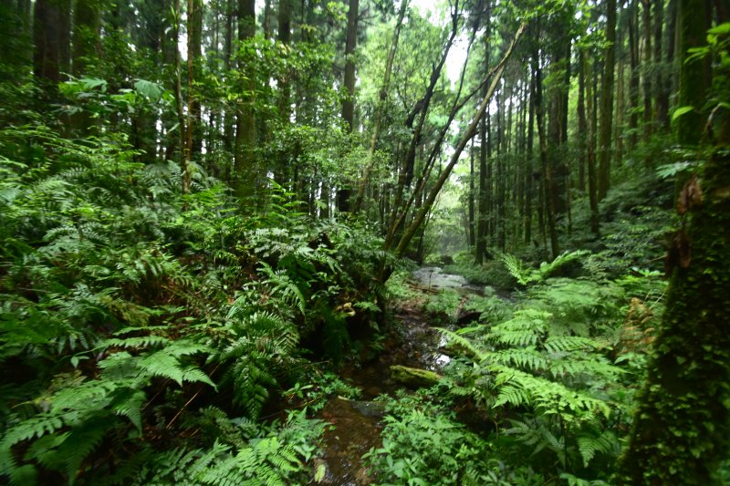 再訪那結, 莫忘初衷2022 D0529 水田林道- 鴛鴦谷瀑布群- 貴妃山連走那