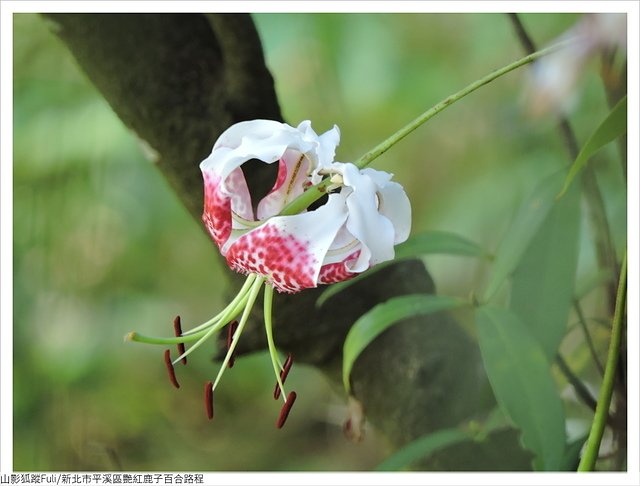 慈母峰艷紅 (39).JPG - 艷紅鹿子百合花影