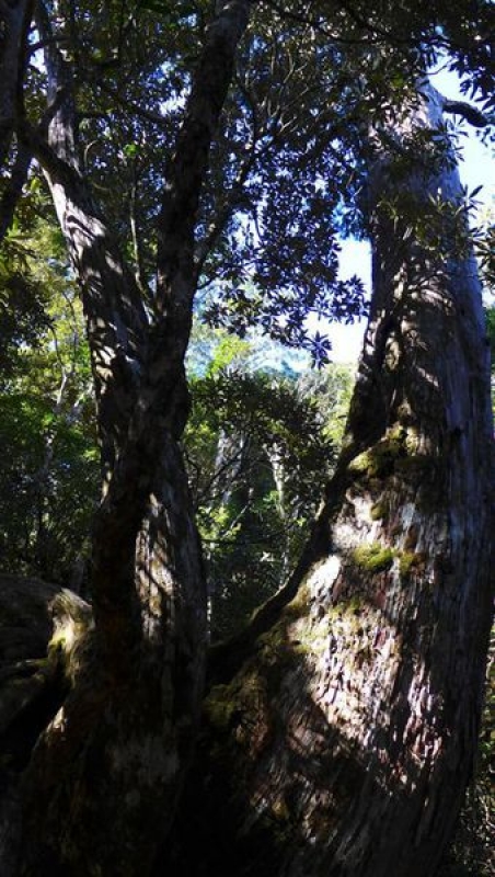 照片 004-第一棵大檜木.jpg