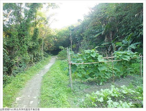 炮子崙古道 (38).JPG - 炮子崙古道