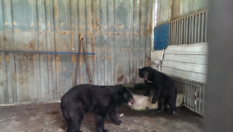 台灣黑熊是台灣特有的亞洲黑熊亞種，胸前的V字型白色斑紋是亞洲黑熊共有的特徵。   圖：屏東縣政府/提供