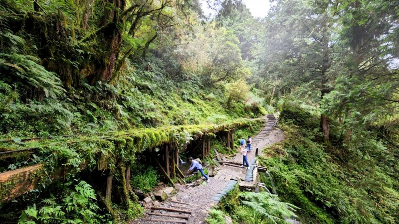 全球最美小路，宜蘭見晴懷古步道，太平山森林遊樂區，檜木原始林步道，絕美火紅紫葉槭綻放