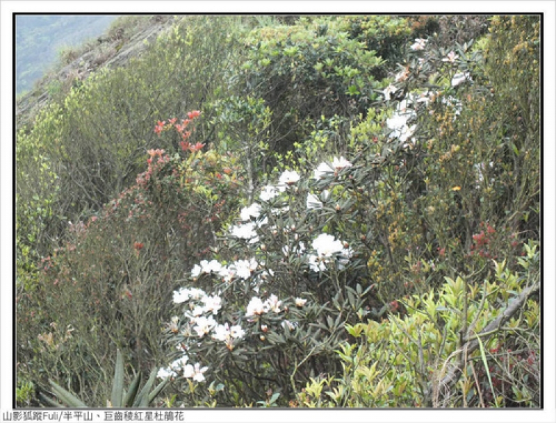 巨齒稜紅星杜鵑 (76).jpg - 巨齒稜紅星杜鵑花