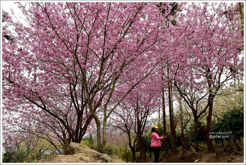 青山坪咖啡農場 (21).JPG