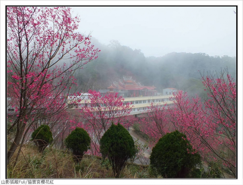 協雲宮櫻花 (1).jpg - 協雲宮櫻花嫣紅