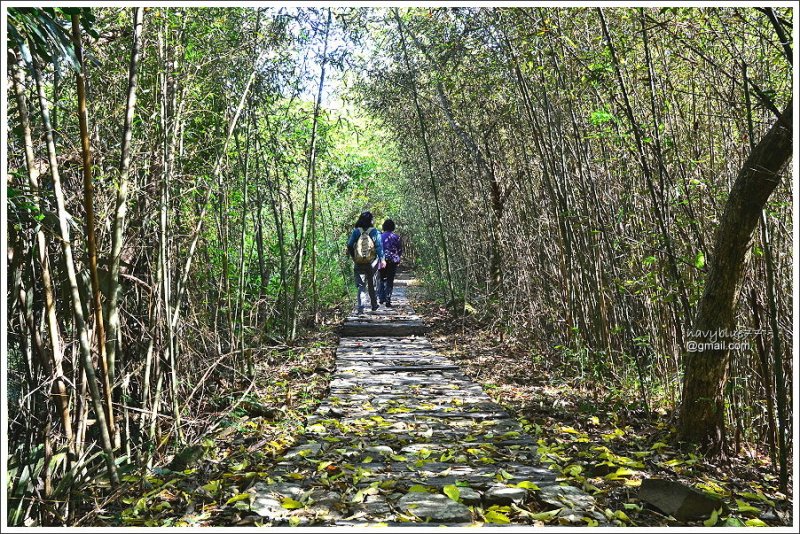 茶山屯阿巴娜步道 (6).JPG