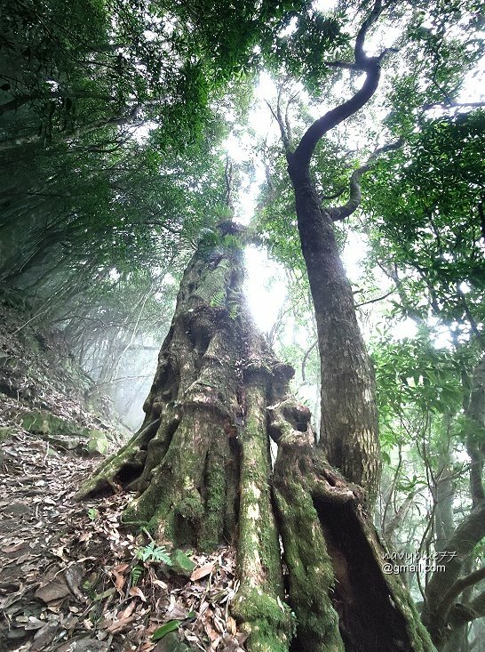 高島縱走 (65).jpg