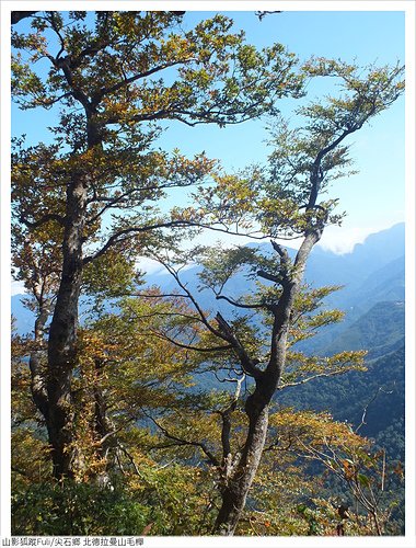 北得拉慢山毛櫸 (48).JPG - 北得拉曼山毛櫸