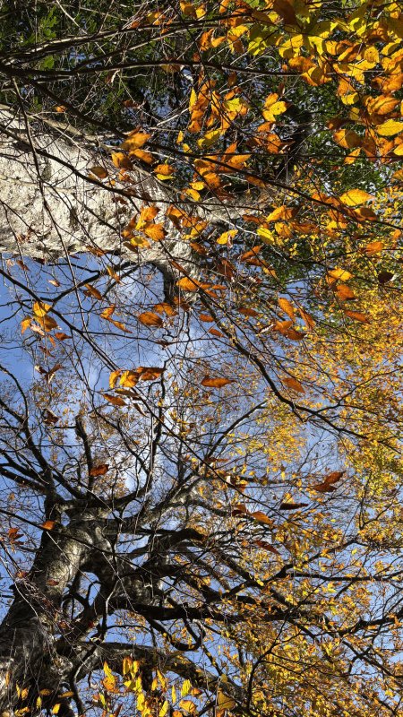 山毛櫸的「最後一舞」