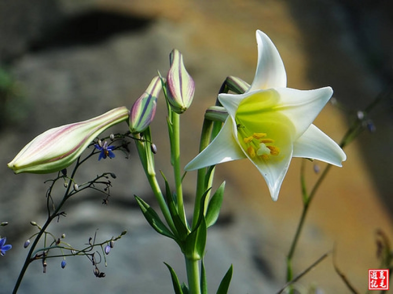 東北角野百合 (99).jpg