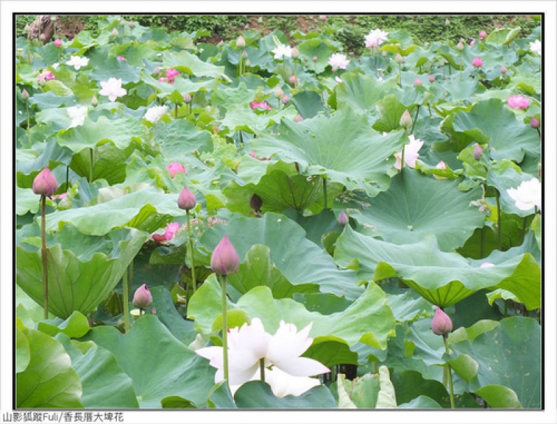 香長厝大埤荷花 (4).jpg - 香長厝大埤荷花