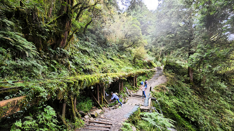 太平山見晴懷古步道,檜木原始林步道