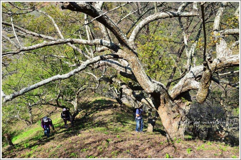 牛稠坑柳家梅園後山祕境21.jpg