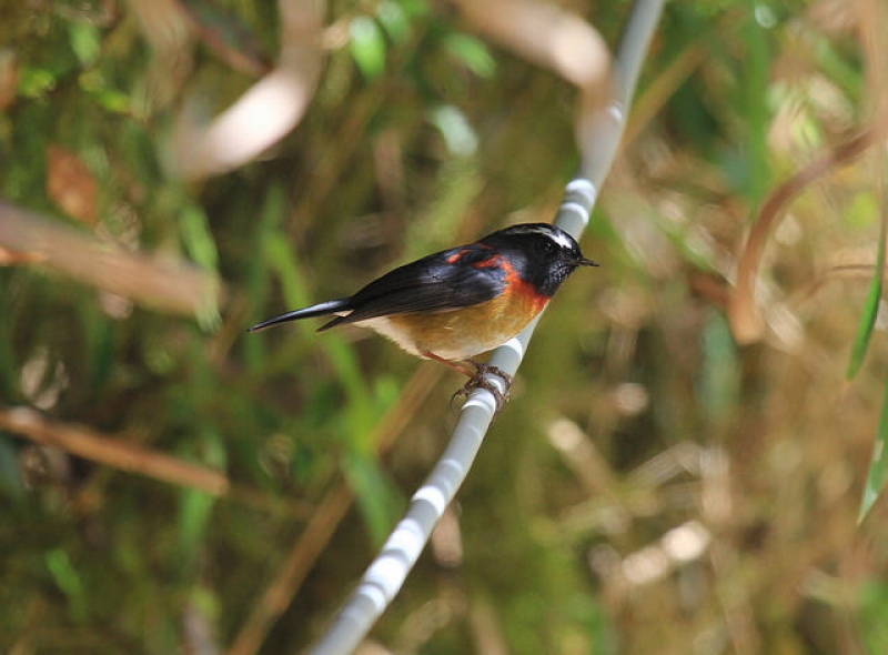 栗背林鴝是台灣特有種鳥類，雄鳥色澤美麗，鳴叫聲優美，一直以來都受到許多人喜愛。攝影：呂翊維
