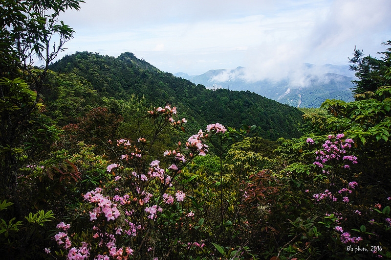 嘉義 自忠山 東水山 特富野古道 健行筆記