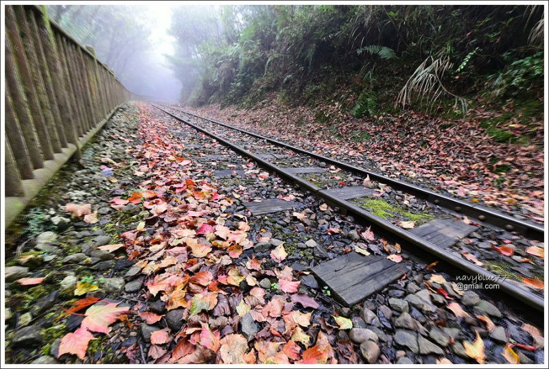 對高岳楓紅 (23).JPG