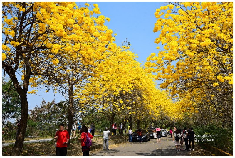 嘉義黃金風鈴花2020 (27).JPG