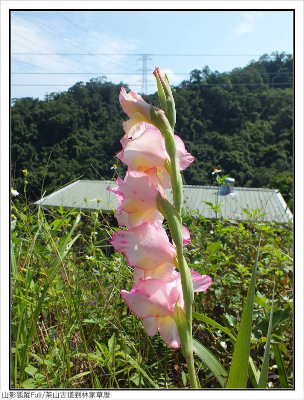 林家草厝 (6).jpg - 林家草厝