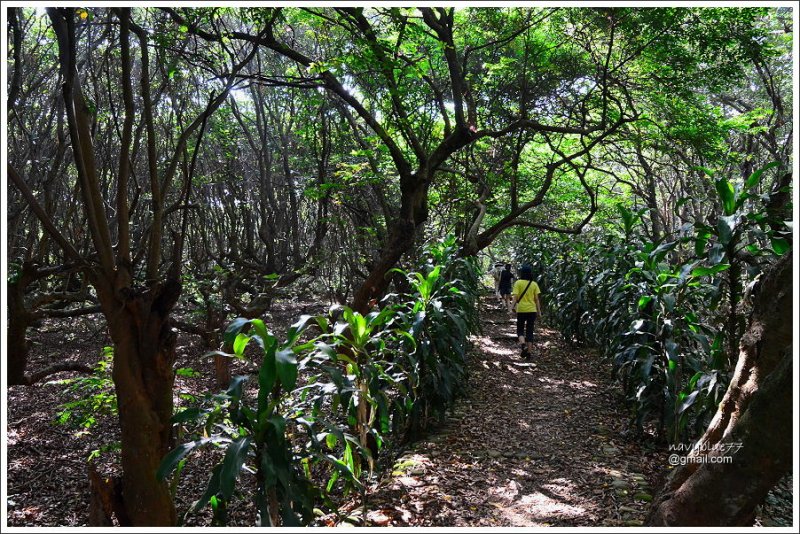 員林隴頂古道萬里長城步道 (10).JPG