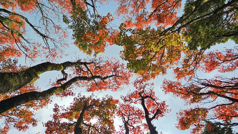 【稍來山】#小百岳39-季節限定紅地毯楓紅、紅榨槭令人驚豔-35K登山口!