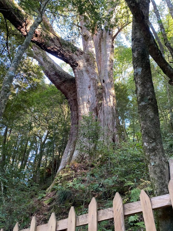 鎮西堡巨木群
