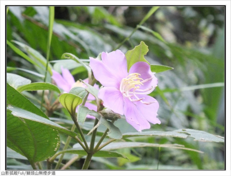 獅頭山無菸步道 (29).jpg - 獅頭山野牡丹