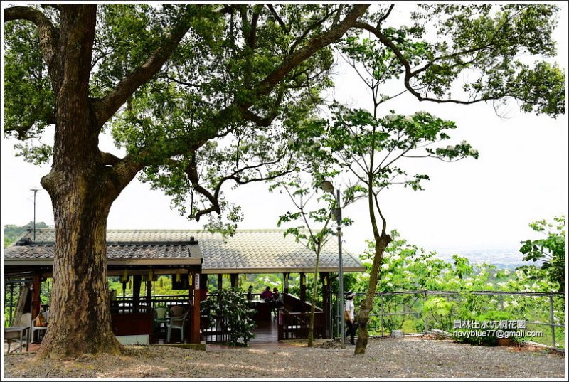 員林出水坑桐花園 (5).JPG